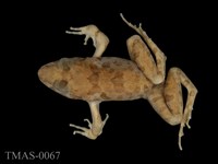 藏品(澤蛙)的圖片